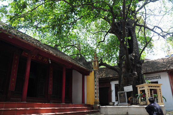 Cây thị cổ gần 600 tuổi làng Phú Mẫn